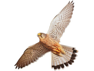 Visual bird deterrents