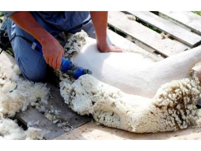 Стрижка овець. Коли і як стригти тварин