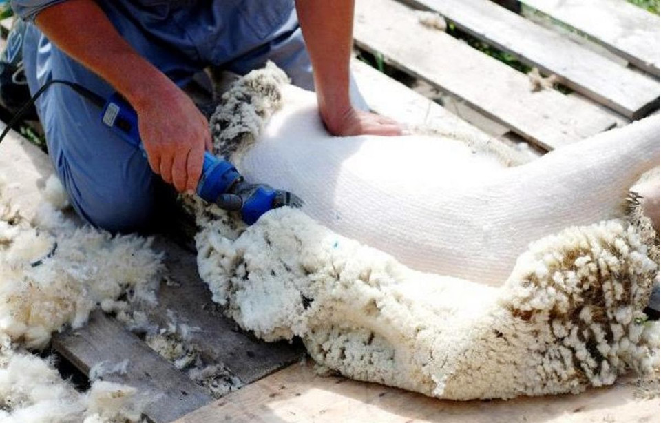 Sheep Shearing. When and How to Shear Sheep