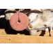 Mineral block-lick "MINERAL BLOCK" ROYAL ILAC for goats and sheep 5 kg