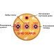 Buy sound bird repeller SAPSAN 3 (220V / 12V)