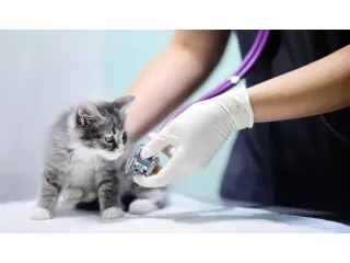 Як CRM допомагає контролювати якість послуг у ветеринарній практиці?