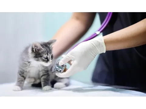 Як CRM допомагає контролювати якість послуг у ветеринарній практиці?