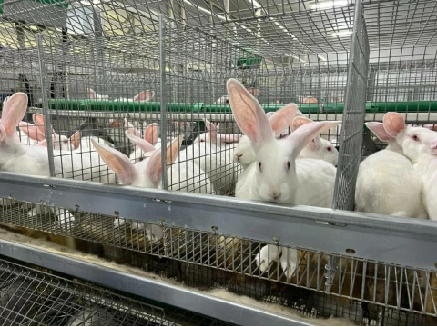 Types of equipment for rabbit breeding and requirements for it