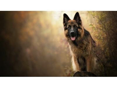 Як правильно давати собаці таблетки від бліх та кліщів