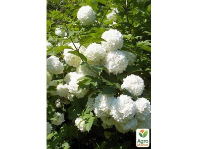 Помилки при посадці квітучих чагарників і як їх уникнути