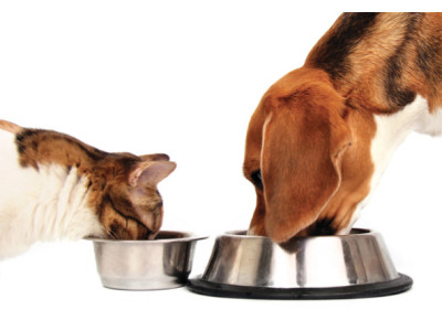 Holistic nutrition for your pet's health