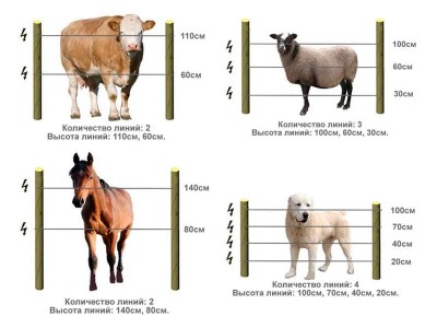 Как правильно установить электроизгородь для животных