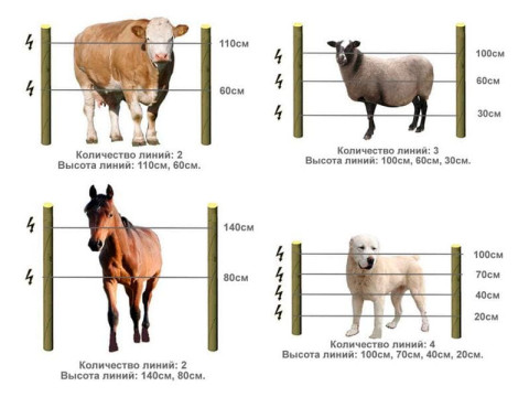 How to Properly Install an Electric Fence for Animals